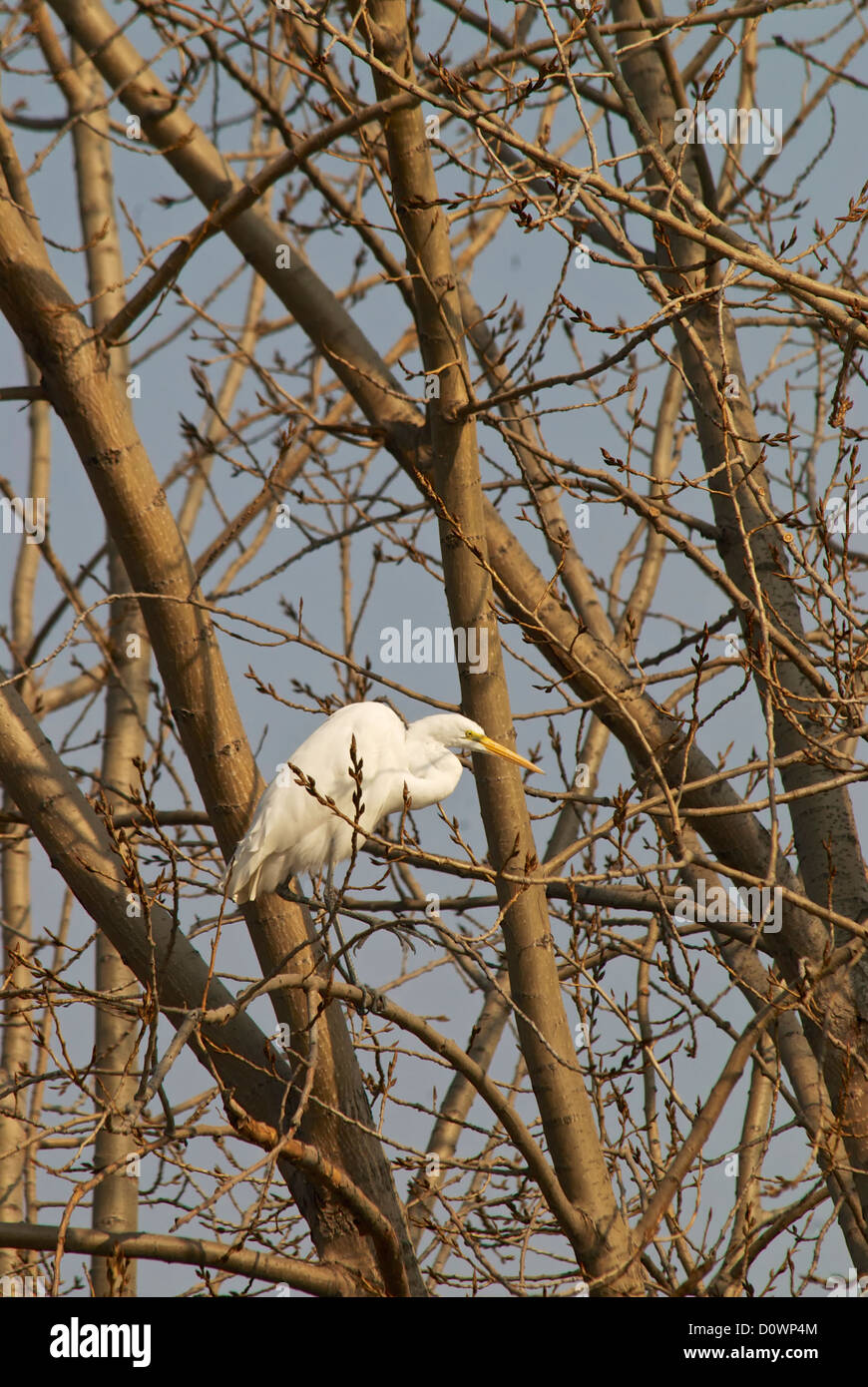 Aigrette neigeuse perché dans l'arbre au milieu de l'automne après la chute des feuilles Banque D'Images