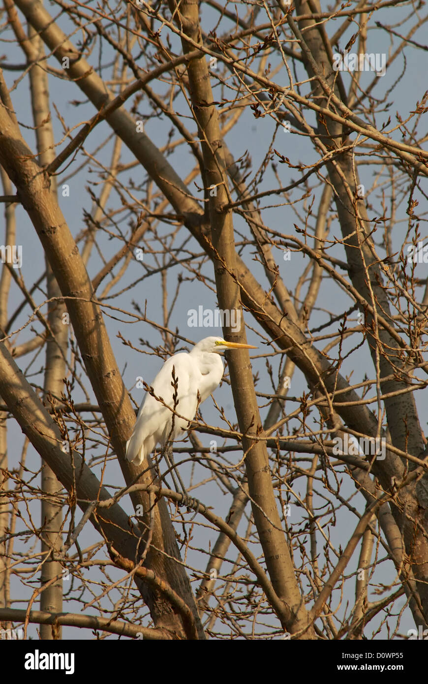 Aigrette neigeuse perché dans l'arbre au milieu de l'automne après la chute des feuilles Banque D'Images