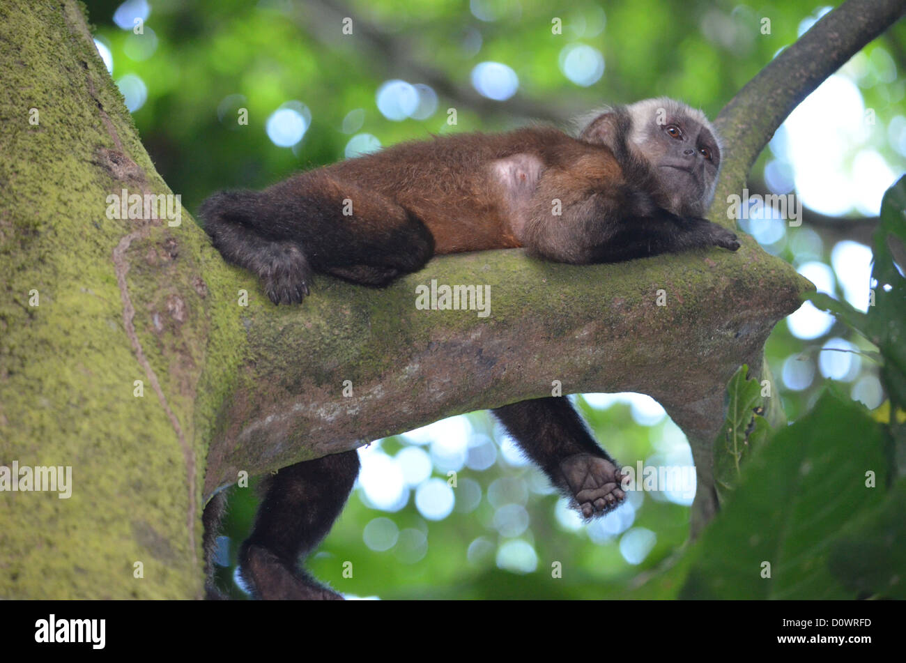 Singe Capucin White-Faced détente sur une branche dans la région de Madre de Dios de l'Amazonie péruvienne. Banque D'Images
