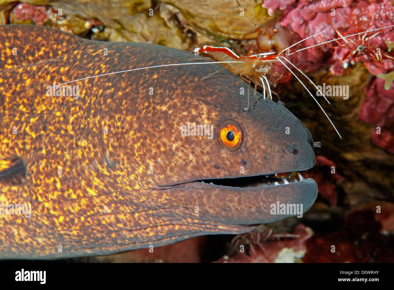 Yellowmargin, murène Gymnothorax flavimarginatus, avec Hump-Back, blanc bagué, ou des crevettes, Lysmata Nettoyant Ambon amboinensis Banque D'Images