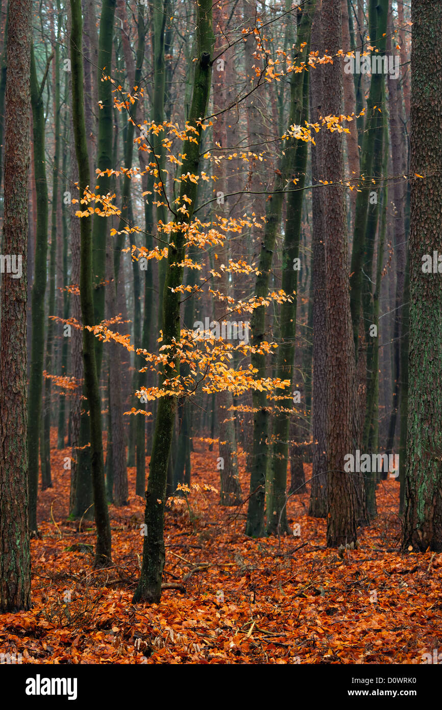Charme arbre en forêt - feuilles d'automne. Banque D'Images