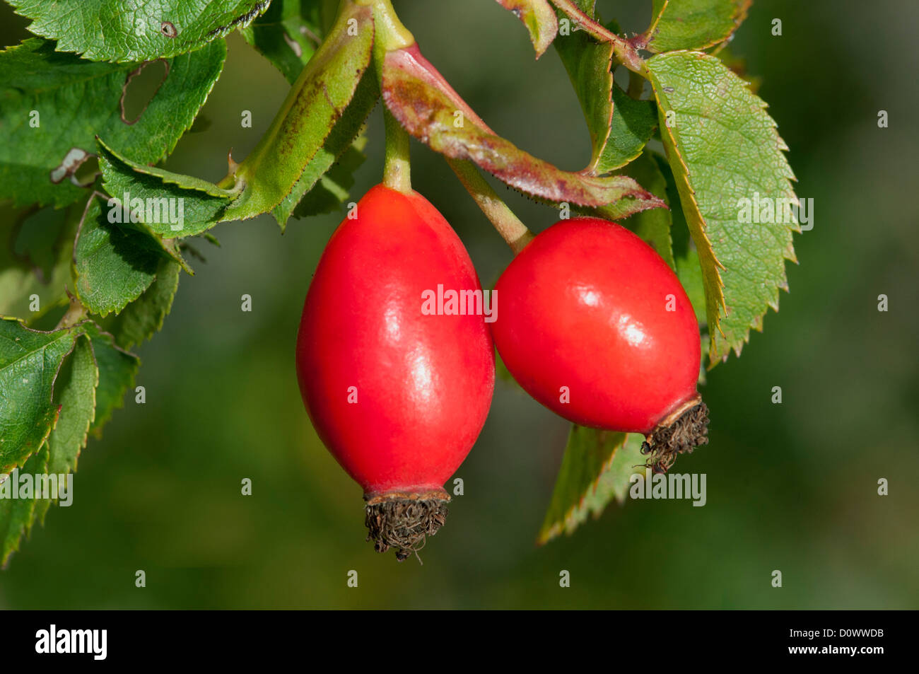 Les fruits d'églantier de Dog rose (rosa canina), famille des rosacées (Rosaceae), Alsace, France Banque D'Images