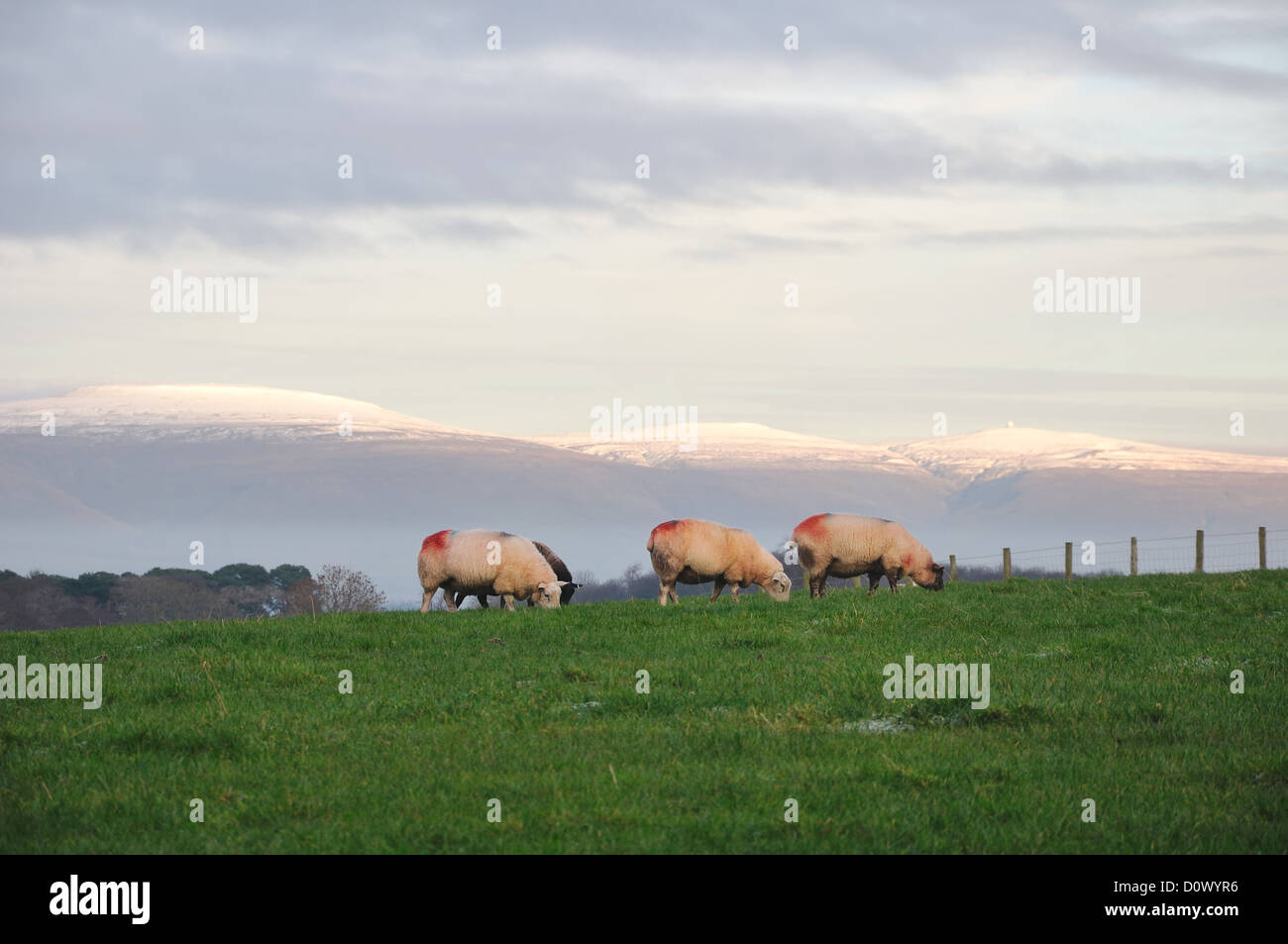 Le pâturage des moutons avec les Pennines enneigées en arrière-plan. Banque D'Images