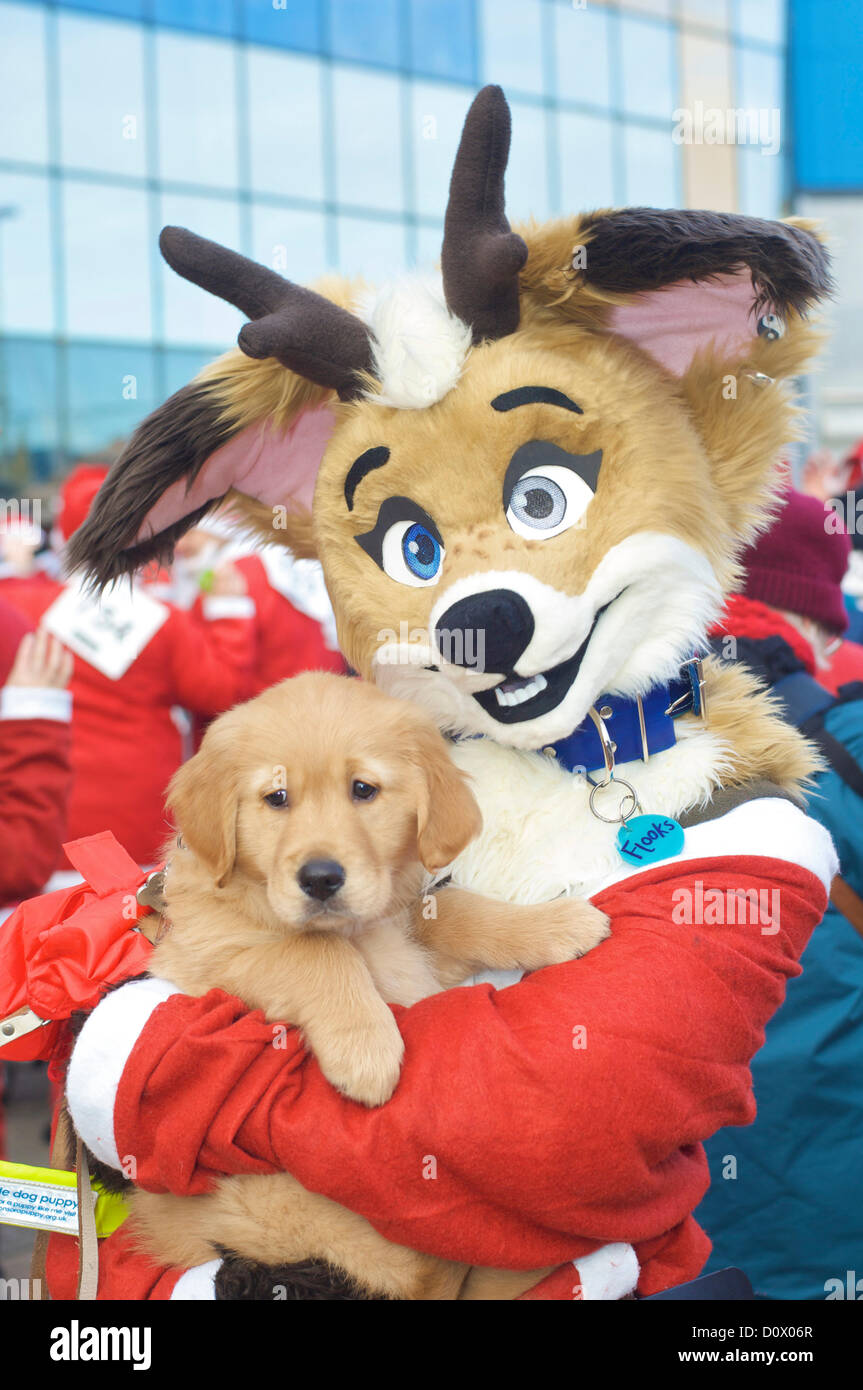 2/12/12 Blackpool, Royaume-Uni. Costumés 850 coureurs et marcheurs ont pris part à la Santa Dash le long de la promenade, afin de recueillir des fonds pour l'Hospice de la trinité de Blackpool. Renne et le chien à la réchauffer. Banque D'Images