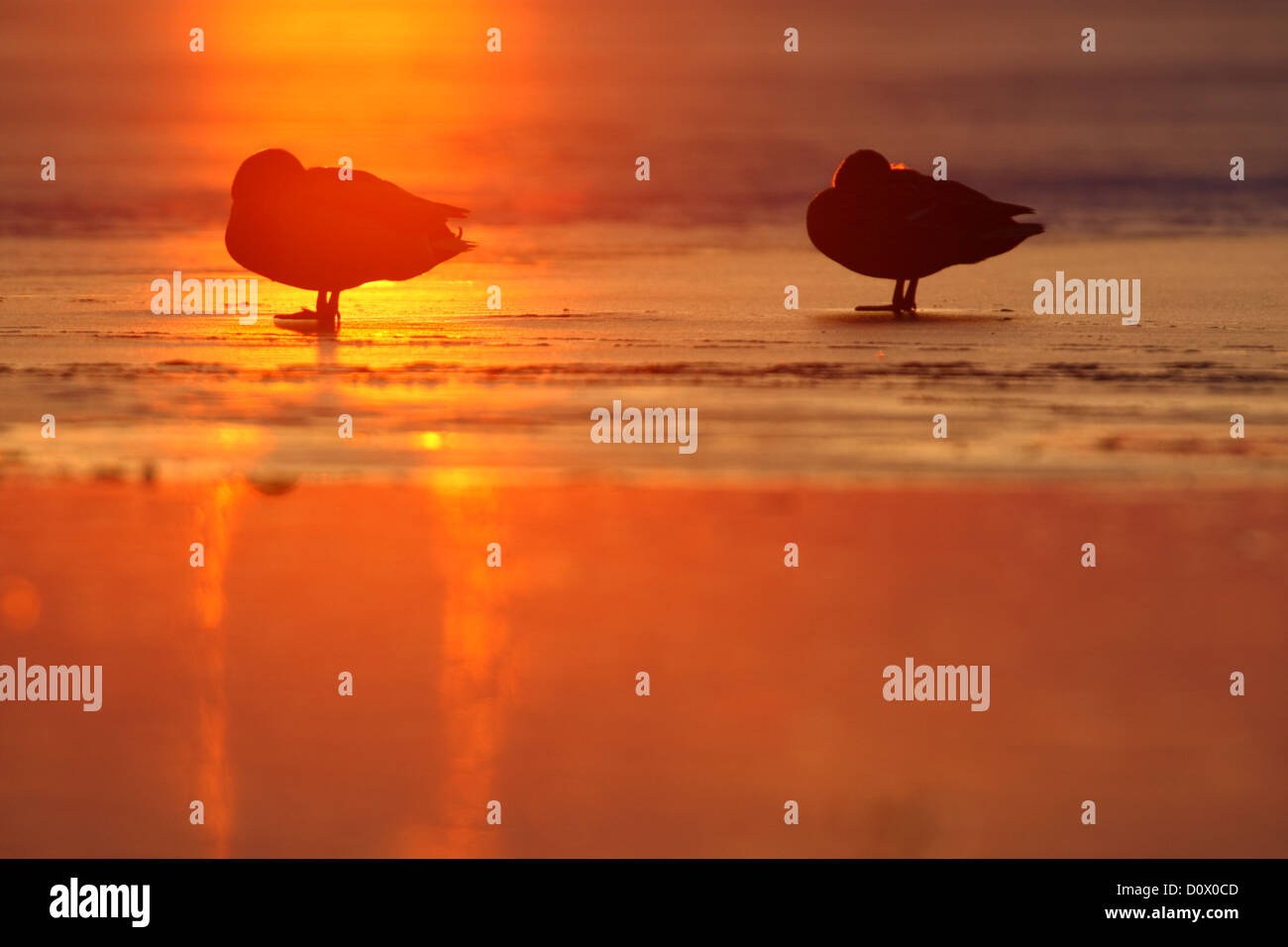 Le Canard colvert (Anas platyrhynchos) reposant sur le lac au coucher du soleil, de l'Europe Banque D'Images
