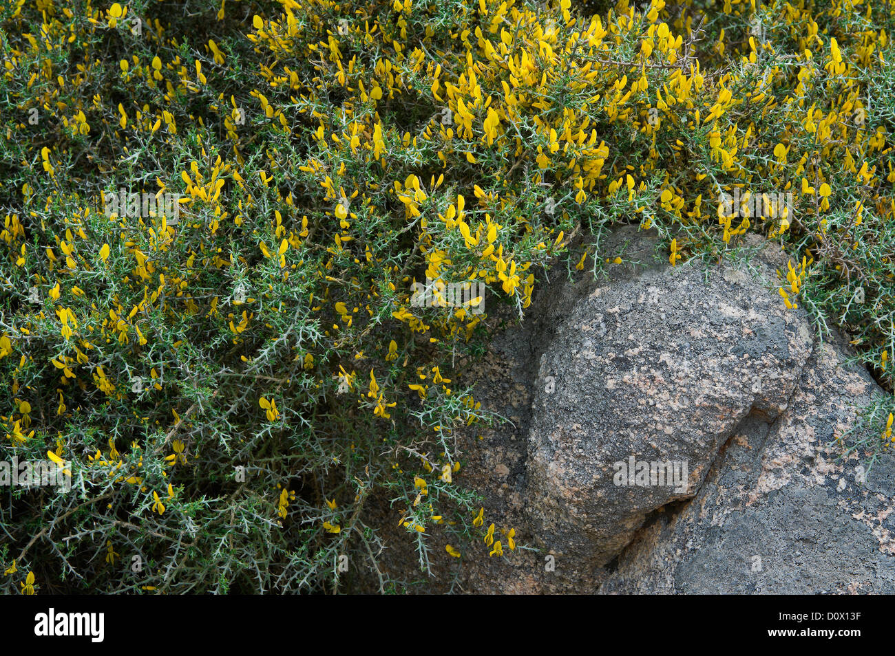 Furze nain, Sardaigne, Italie Banque D'Images