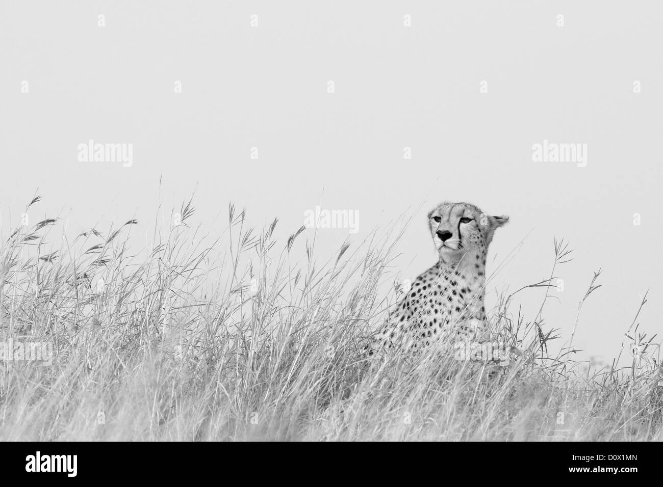 Portrait noir et blanc d'un guépard sauvage dans les masais Mara Banque D'Images