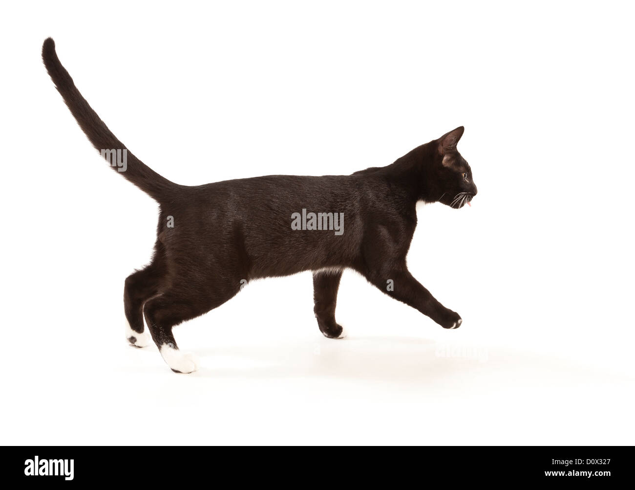 Un jeune chat noir marchant sur un fond blanc Banque D'Images