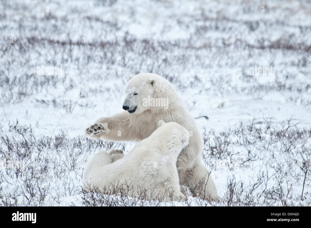 L'ours blanc, Ursus maritimus, faire semblant de se battre, Wapusk National Park, près de Hudson Bay, Cape Churchill, Manitoba, Canada Banque D'Images