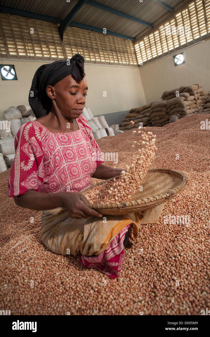 Une femme winnows arachides dans un entrepôt de marchandises à Dar es Salaam, Tanzanie, Afrique de l'Est. Banque D'Images