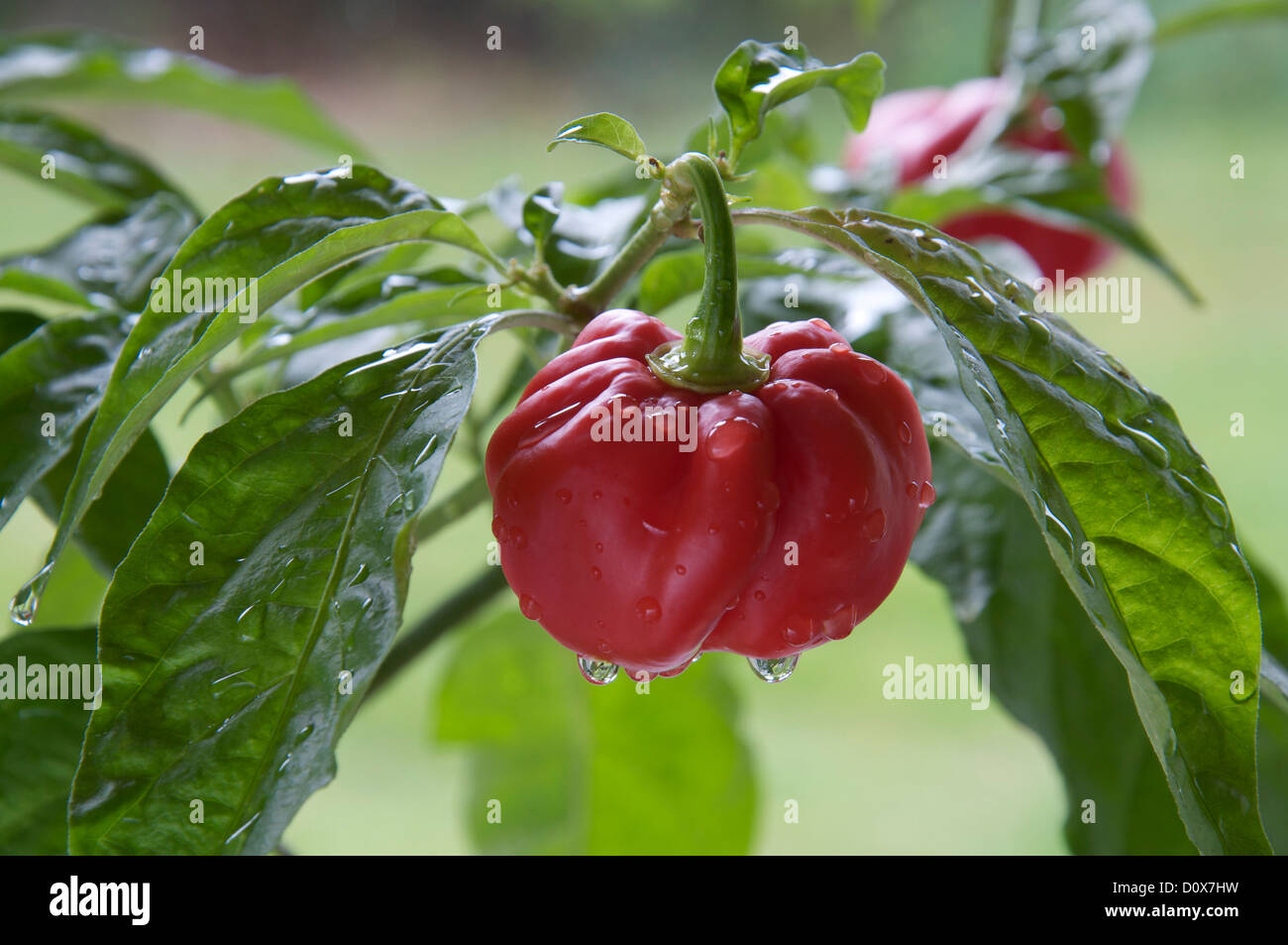 Fiery très frileux Scotch Bonnet 'poivre Capsicum Chinensis' encore en croissance et de la maturation sur la plante. Ils se trouvent principalement dans les îles des Caraïbes. Banque D'Images