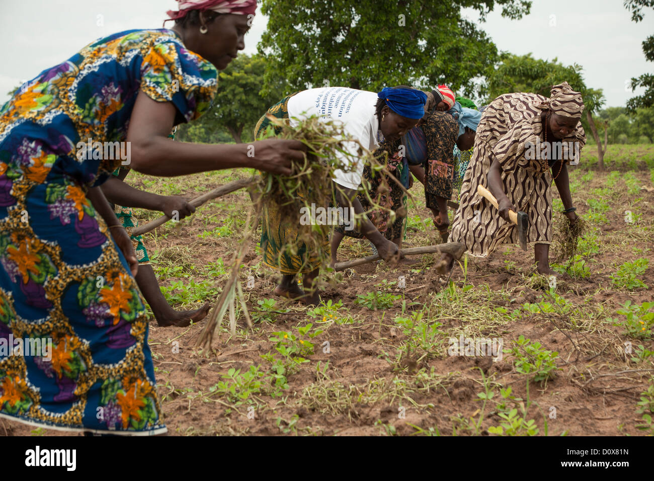 Ferme des femmes dans un champ près de Doba, au Tchad, en Afrique. Banque D'Images