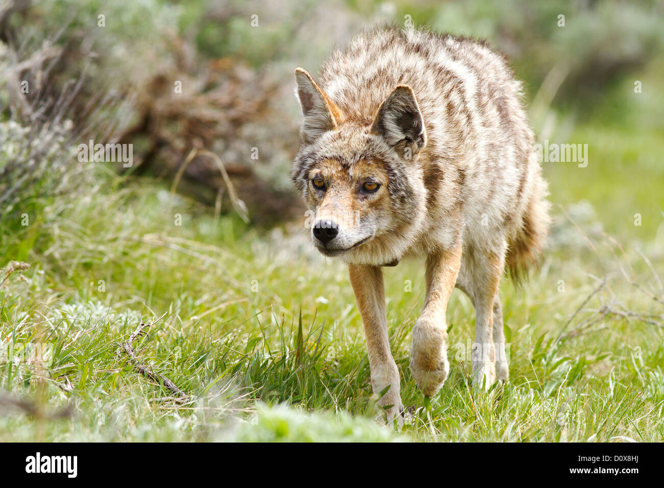 Prowling Coyote pour l'alimentation Banque D'Images