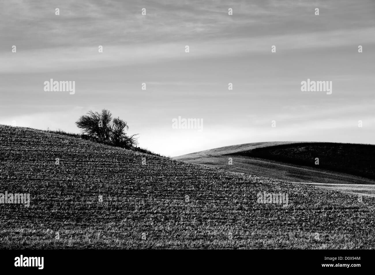 Une image en noir et blanc d'un bush solitaire au milieu d'un champ agricole. Banque D'Images