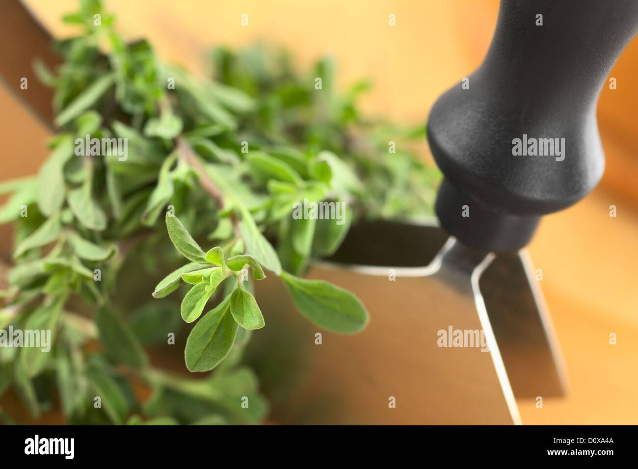 Marjolaine fraîche avec des brindilles mezzaluna sur une planche à découper (Selective Focus, Focus sur la plante dans le coin inférieur gauche) Banque D'Images