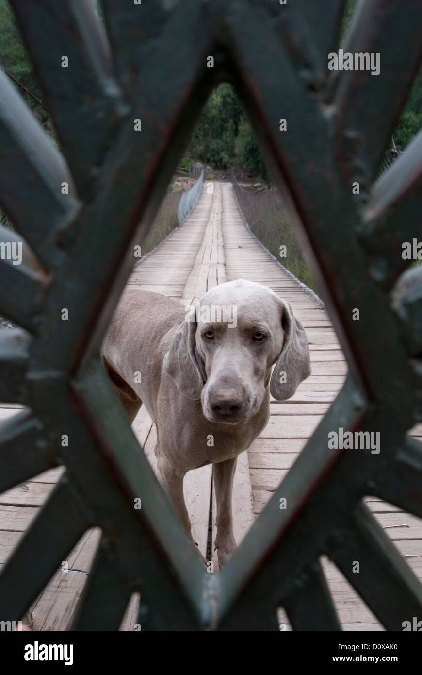 Chien derrière une porte sur un pont de Maipo Canyon, le Chili. Banque D'Images