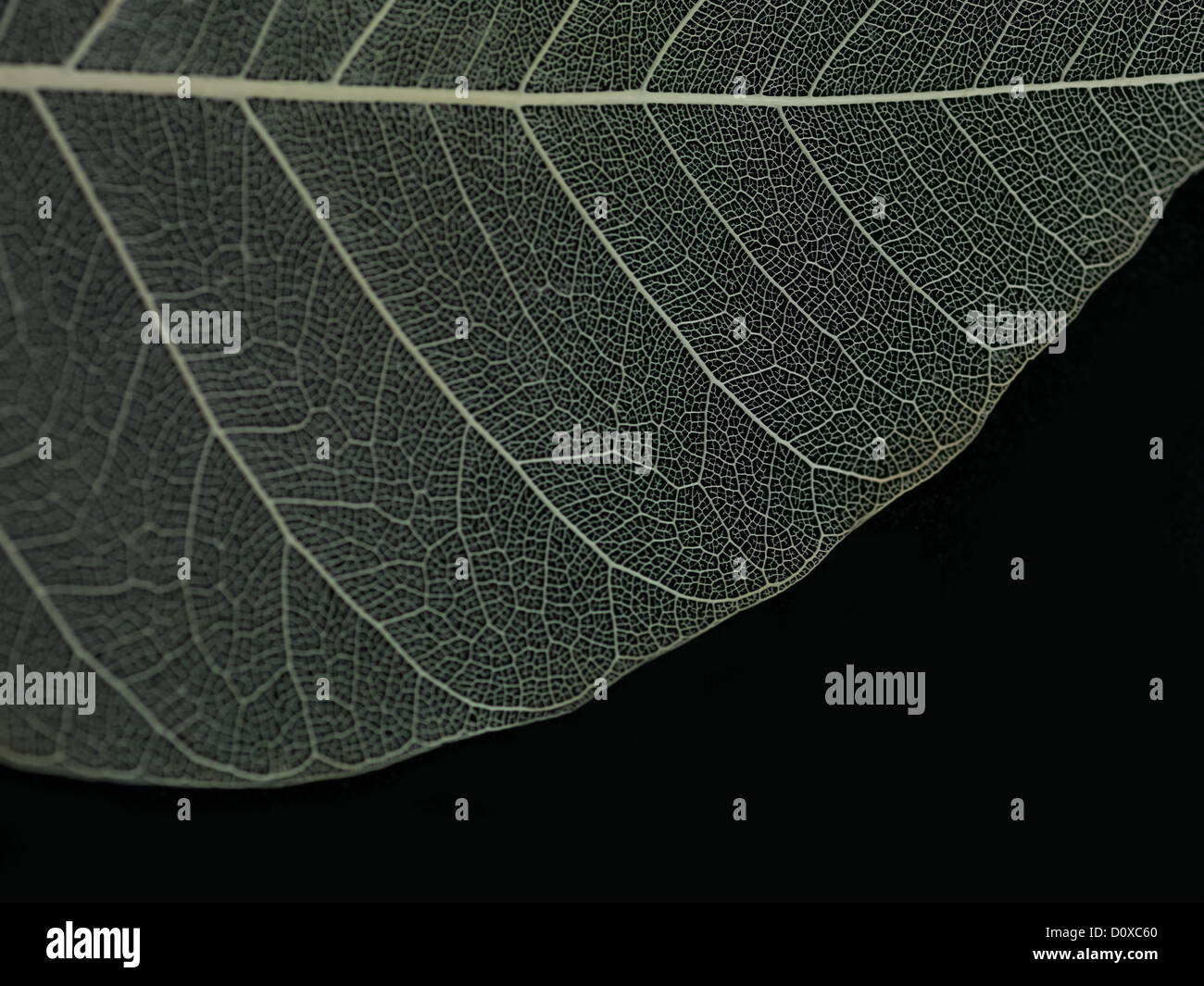 The vert feuille macro sur fond noir Banque D'Images