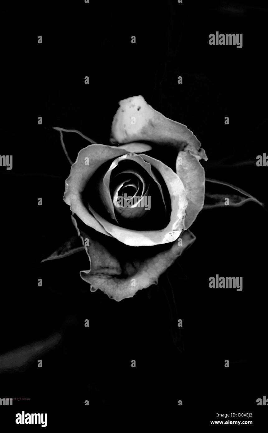 Photo en noir et blanc avec une rose sur le dos noir Banque D'Images