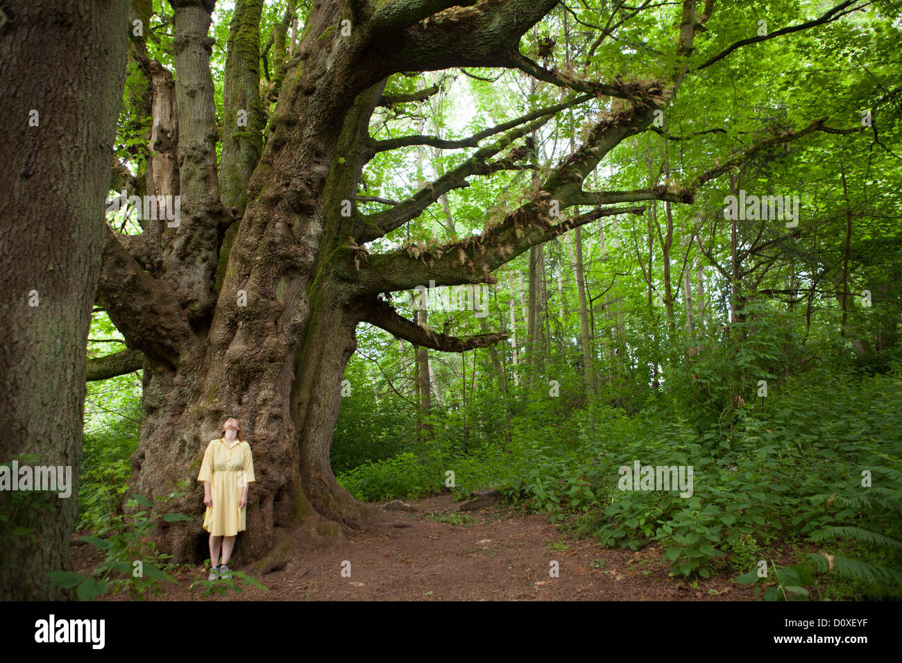 Jeune femme dans la forêt en face de l'arbre géant Banque D'Images