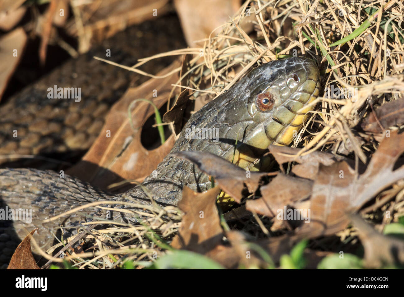 Diamondback serpent d'eau, Canard Creek, Nerodia rhombifer, Reptile, Texas, USA, serpent, couleuvre, aquatiques Banque D'Images