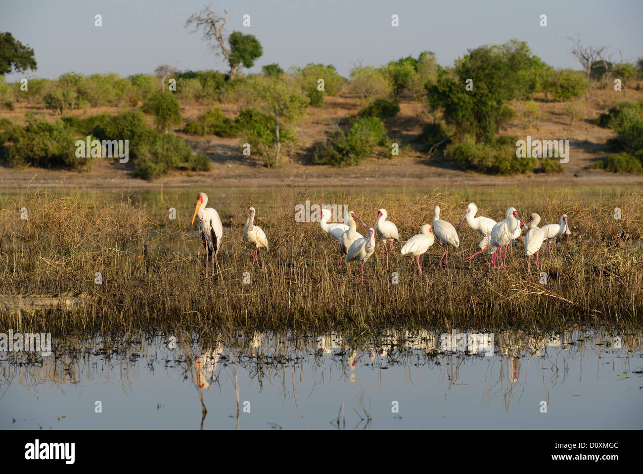 L'Afrique, Botswana, Chobe, Parc National, Cigogne à bec jaune, de la faune, oiseau, Mycteria ibis, Stork, Banque D'Images L'Afrique, Botswana, Chobe, Parc National, Cigogne à bec jaune, de la faune, oiseau, Mycteria ibis, Stork, Banque D'Images