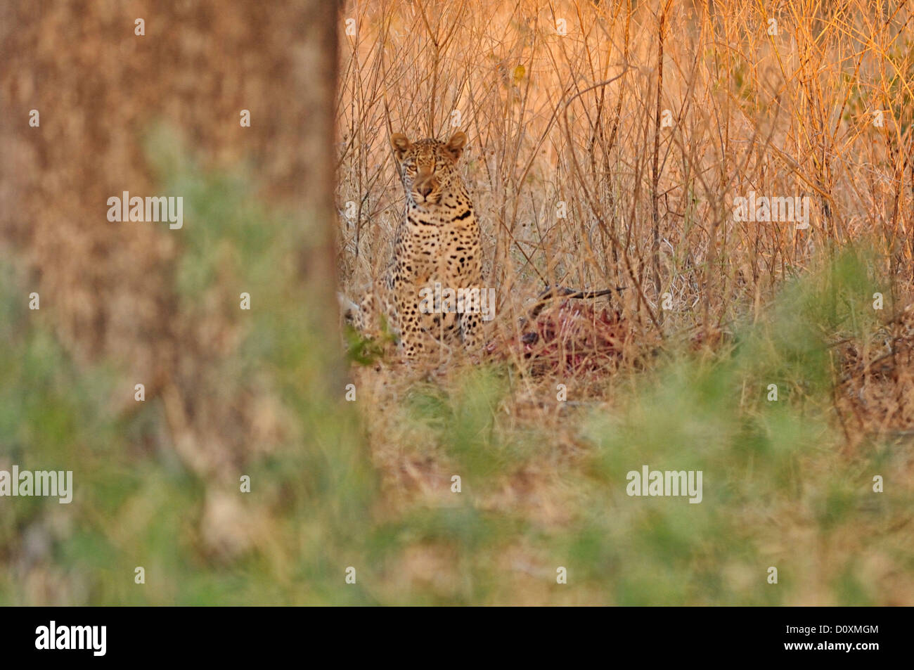 L'Afrique, Botswana, Chobe, Parc National, Leopard, animal, chat, la faune, la faune sauvage, Banque D'Images L'Afrique, Botswana, Chobe, Parc National, Leopard, animal, chat, la faune, la faune sauvage, Banque D'Images