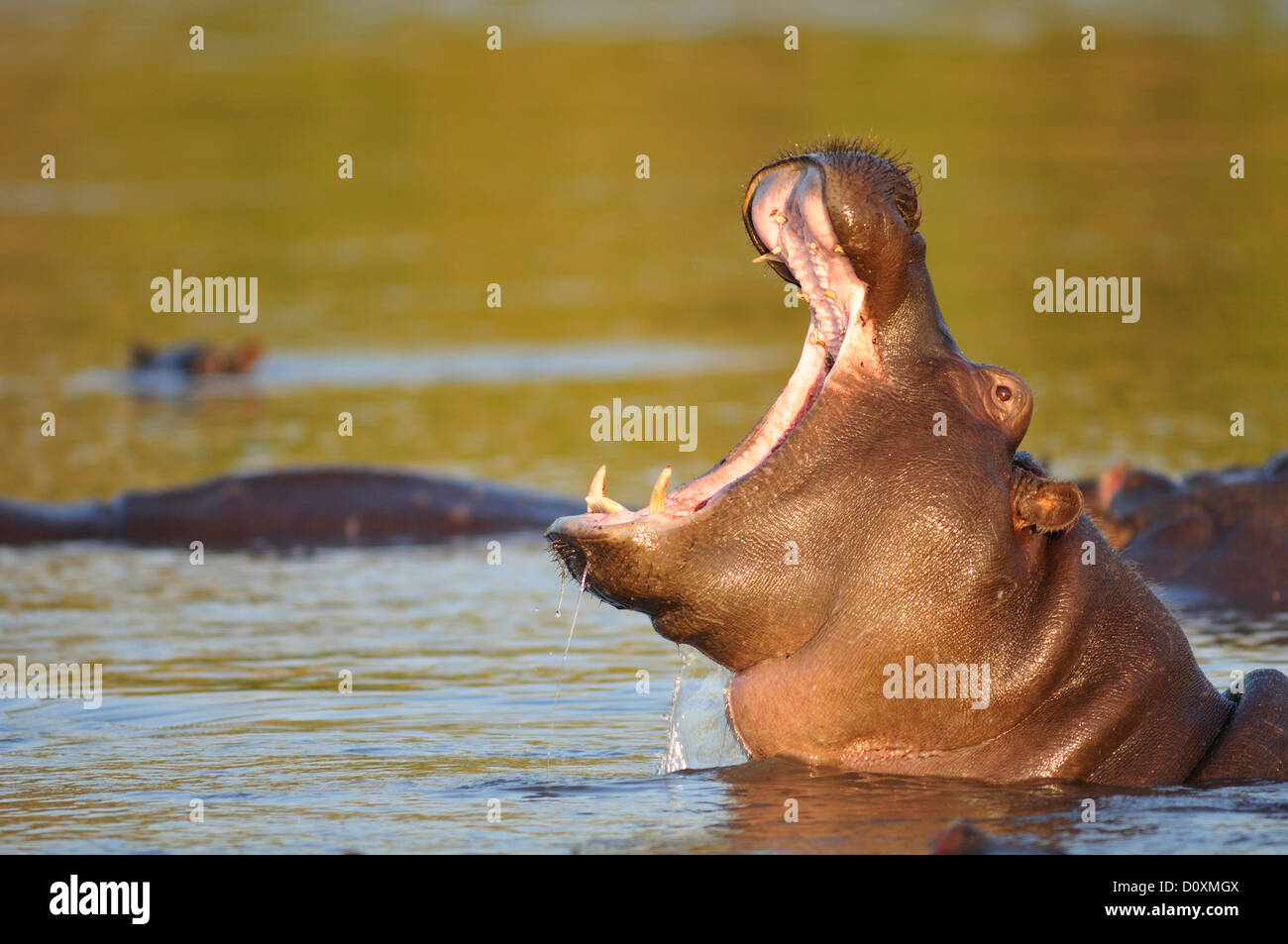 Afrique Botswana Chobe Hippopotamus amphibius hippopotame hippopotame baillant river wildlife animal sauvage de la bouche Banque D'Images Afrique Botswana Chobe Hippopotamus amphibius hippopotame hippopotame baillant river wildlife animal sauvage de la bouche Banque D'Images