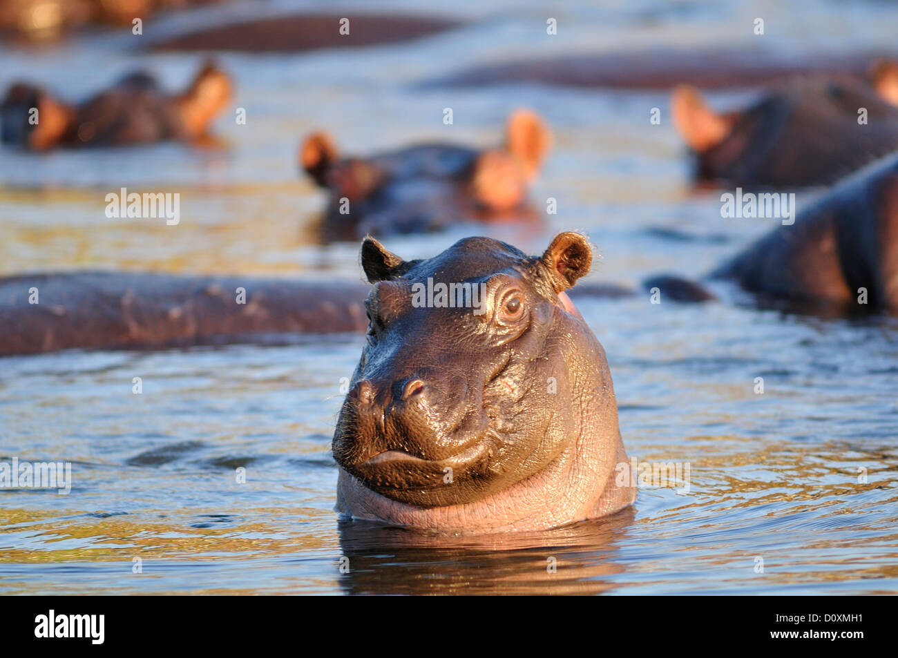 L'Afrique, Botswana, Chobe, Parc National, Hippopotamus amphibius, hippopotame, hippopotame, animal, rivière, la faune, la faune sauvage, Banque D'Images L'Afrique, Botswana, Chobe, Parc National, Hippopotamus amphibius, hippopotame, hippopotame, animal, rivière, la faune, la faune sauvage, Banque D'Images