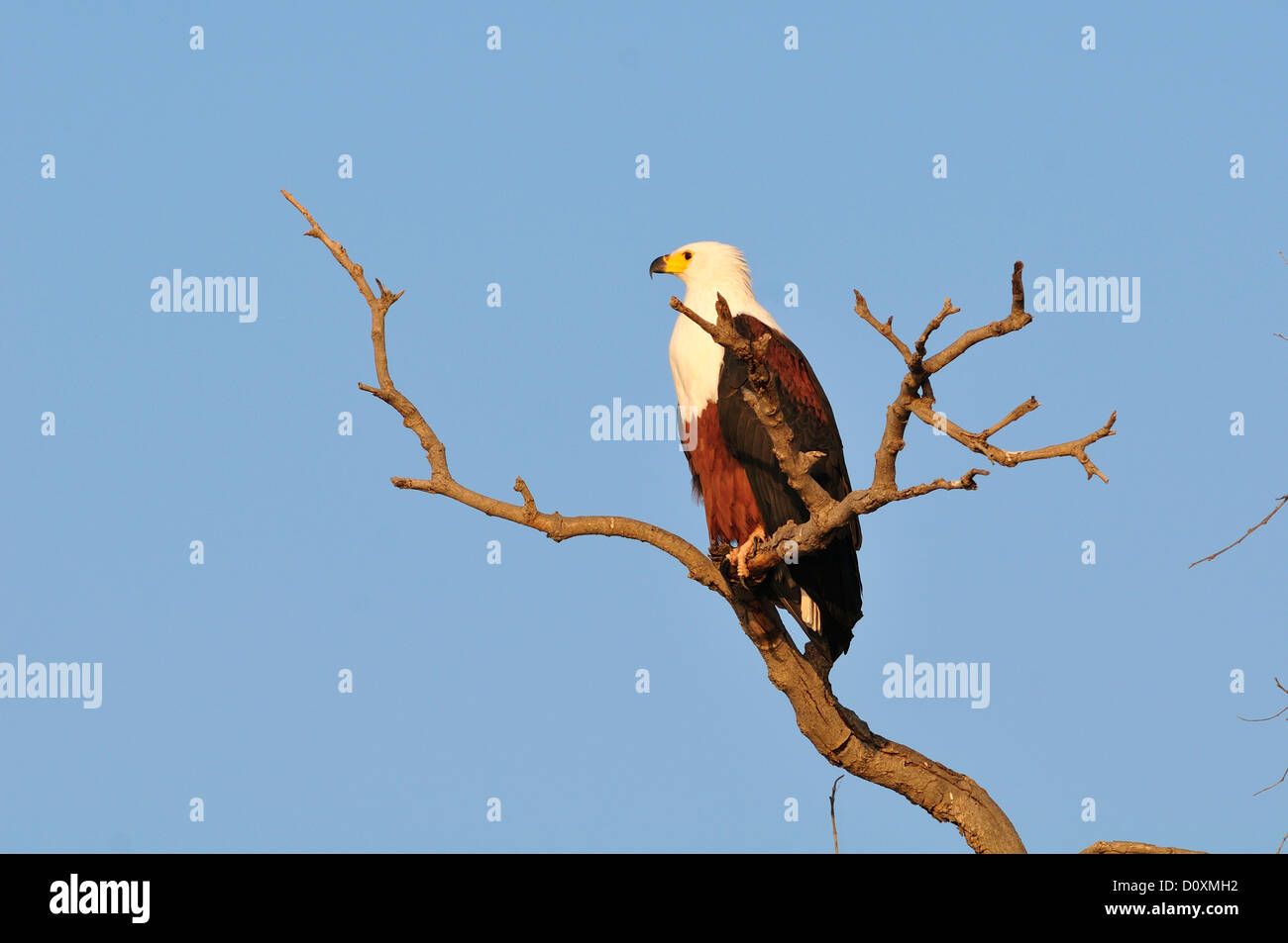 L'Afrique, Botswana, Chobe National Park, poissons, oiseaux, Aigle, l'Aigle, la perchaude, la faune, oiseaux, vociferon Haliaeetus Banque D'Images L'Afrique, Botswana, Chobe National Park, poissons, oiseaux, Aigle, l'Aigle, la perchaude, la faune, oiseaux, vociferon Haliaeetus Banque D'Images