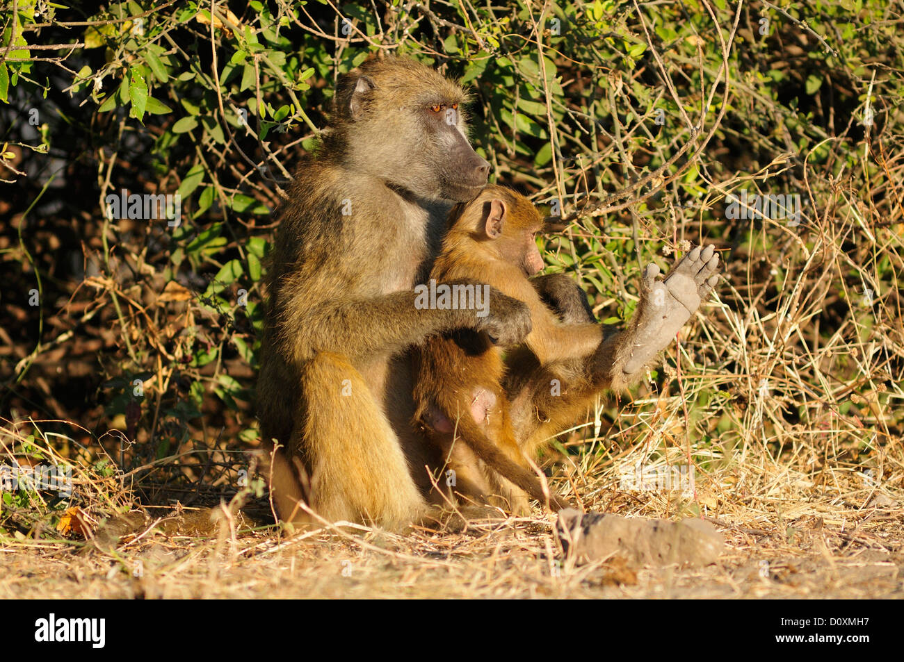 L'Afrique, Botswana, Chobe, Parc National, safari, horizontal, de la faune, le babouin, mère, pup, singe, singe, animal, Banque D'Images L'Afrique, Botswana, Chobe, Parc National, safari, horizontal, de la faune, le babouin, mère, pup, singe, singe, animal, Banque D'Images