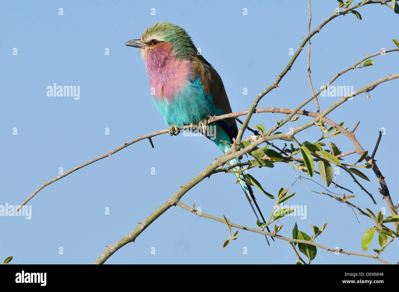 L'Afrique, Botswana, Chobe, Parc National, la faune, Lilac-breasted Roller, Coracias caudatus, la perche, le projet de loi, l'alimentation, d'oiseau Banque D'Images L'Afrique, Botswana, Chobe, Parc National, la faune, Lilac-breasted Roller, Coracias caudatus, la perche, le projet de loi, l'alimentation, d'oiseau Banque D'Images