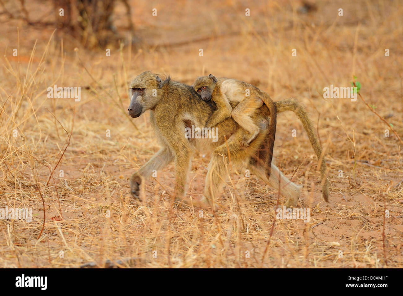 L'Afrique, Botswana, Chobe, Parc National, safari, horizontal, de la faune, le babouin, mère, pup, singe, singe, animal, Banque D'Images L'Afrique, Botswana, Chobe, Parc National, safari, horizontal, de la faune, le babouin, mère, pup, singe, singe, animal, Banque D'Images