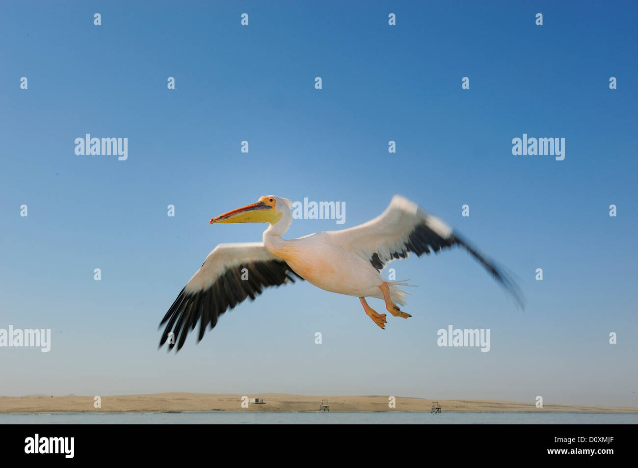 L'Afrique, la Namibie, Walvis Bay, Pelican, oiseau, voler Banque D'Images
