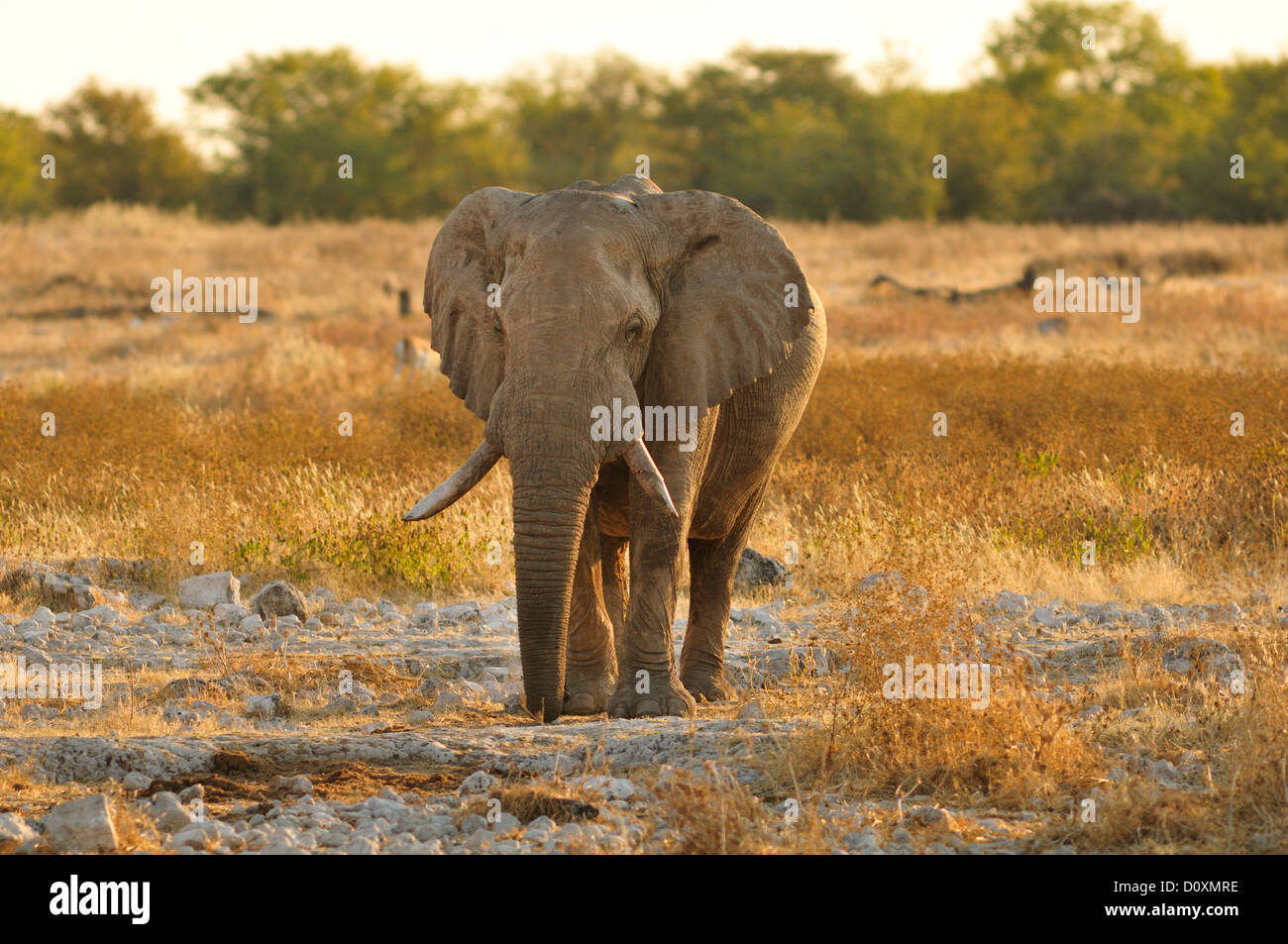 L'Afrique, le Parc National d'Etosha, Namibie, d'Afrique, des animaux,, dusk, elephant, animal, horizontal, paysage, plaines, safari, savannah Banque D'Images