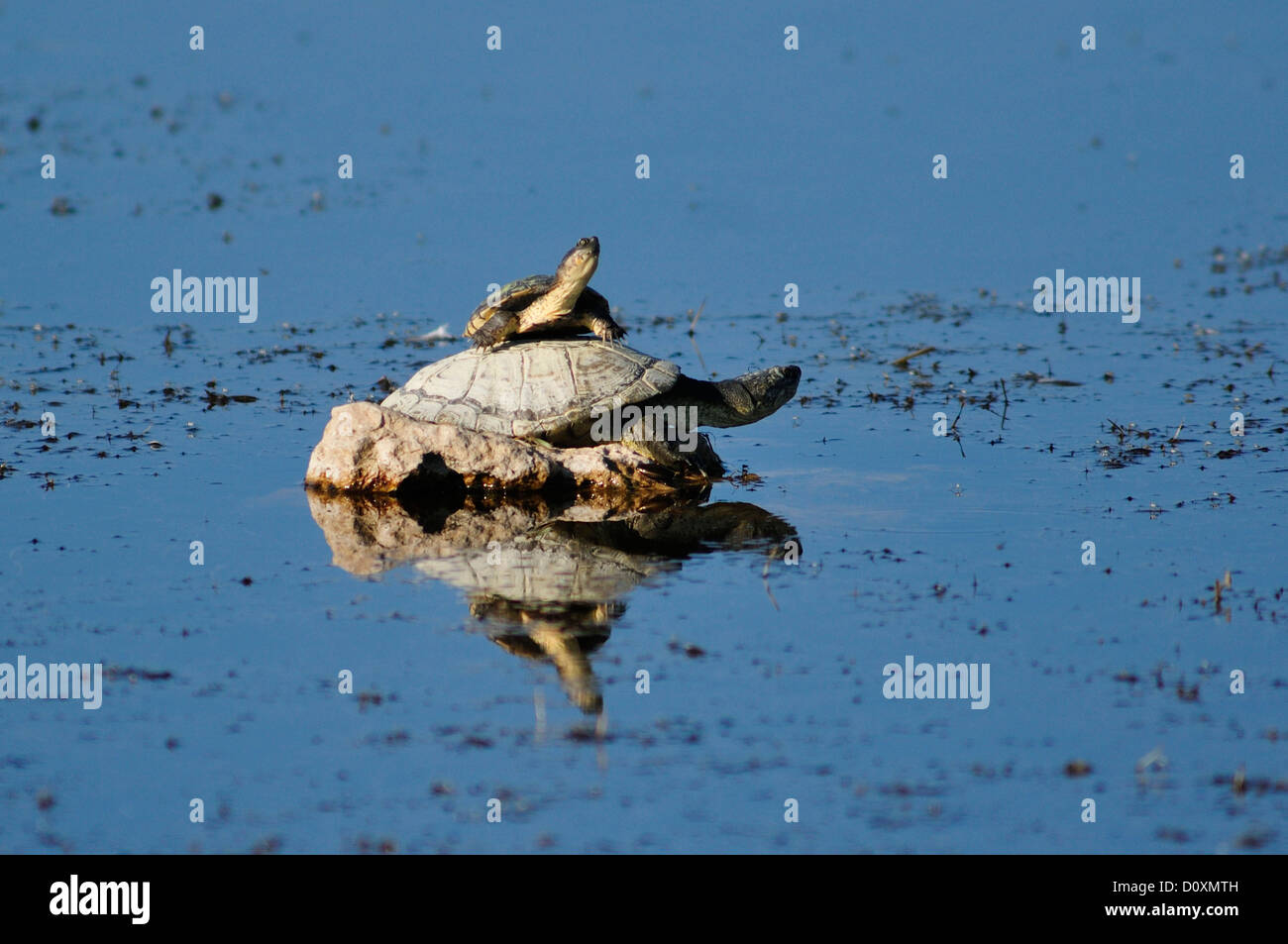 L'Afrique, le Parc National d'Etosha, Namibie, d'Afrique, des animaux,, horizontal, tortue, animal, tortue, tortue Banque D'Images