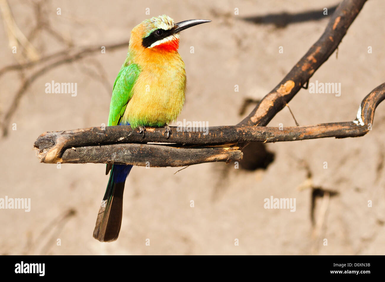 L'Afrique, ciel bleu, Bwa, Bwata National Park, Green, Caprivi (Namibie), coloré, oiseau, horizontal, perché, se percher, gorge rouge, Banque D'Images L'Afrique, ciel bleu, Bwa, Bwata National Park, Green, Caprivi (Namibie), coloré, oiseau, horizontal, perché, se percher, gorge rouge, Banque D'Images