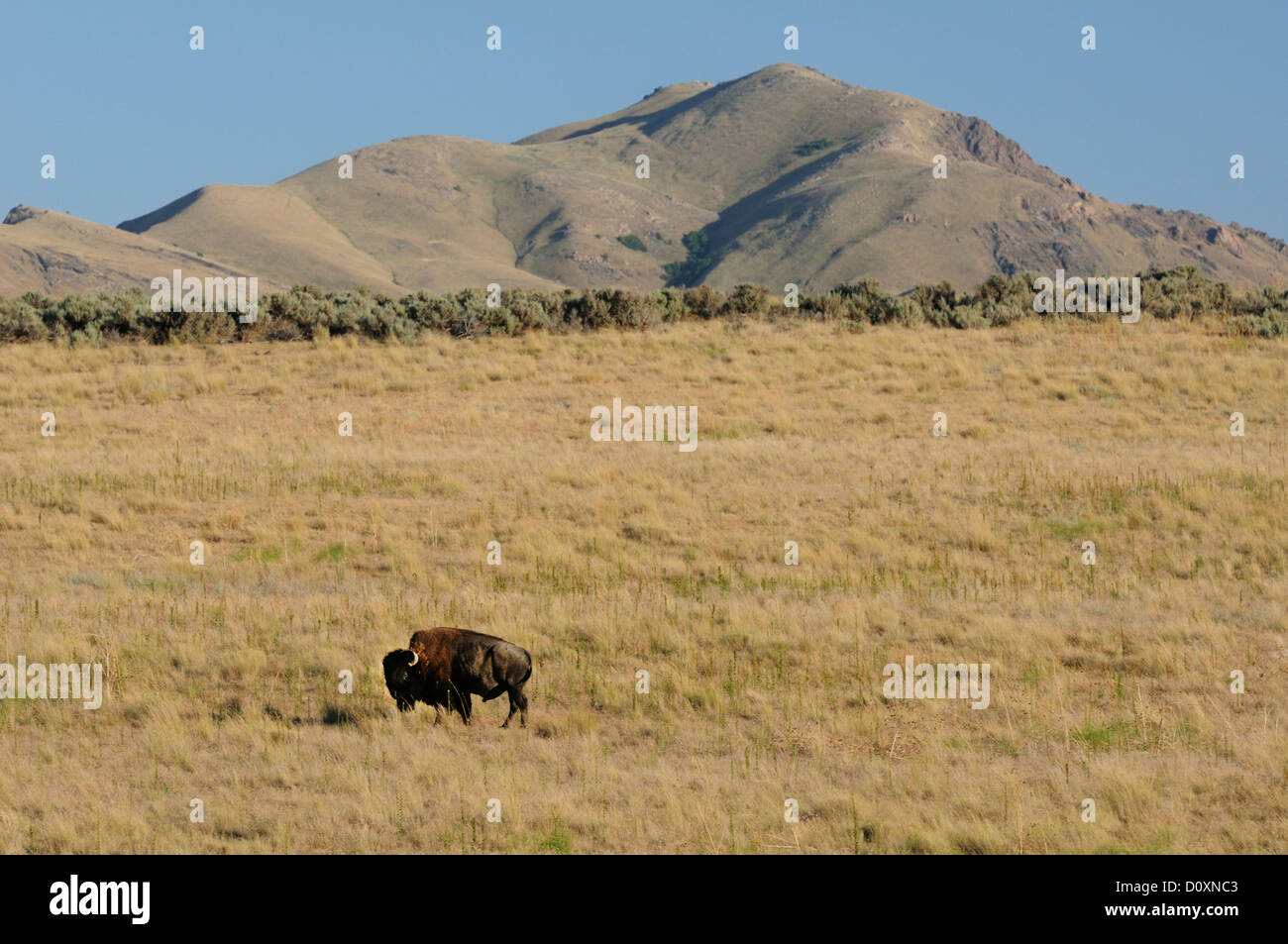 L'Amérique, USA, United States, Utah, Grand, Salt Lake, Antelope Island, le bison, l'animal, Bos bison, faune, nature, préserver, gras Banque D'Images