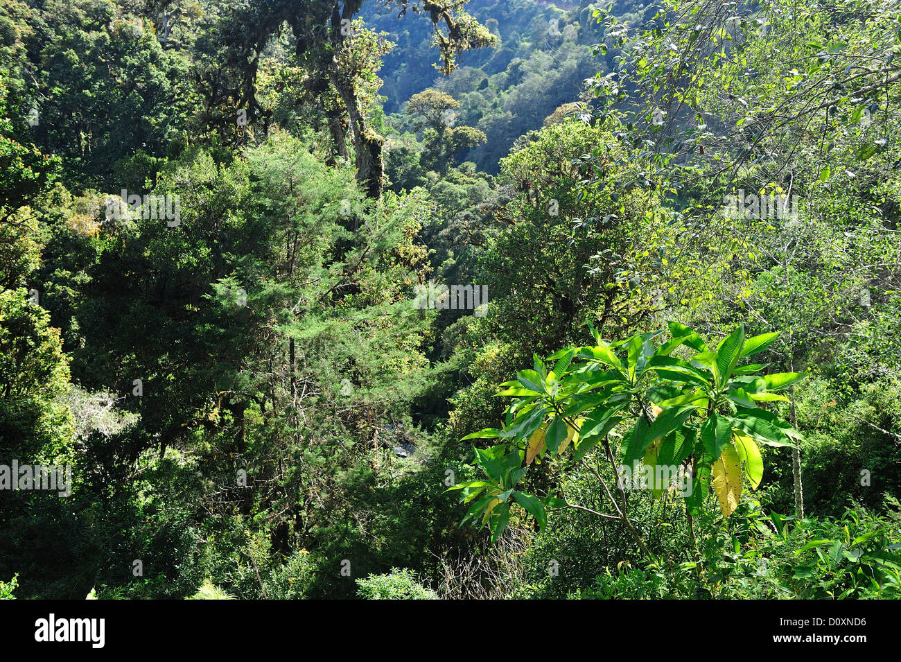 L'Amérique centrale, le Costa Rica, Jungle, forêt, vert, la végétation, la forêt de nuages, forêt tropicale, San Gerardo de Dota Banque D'Images