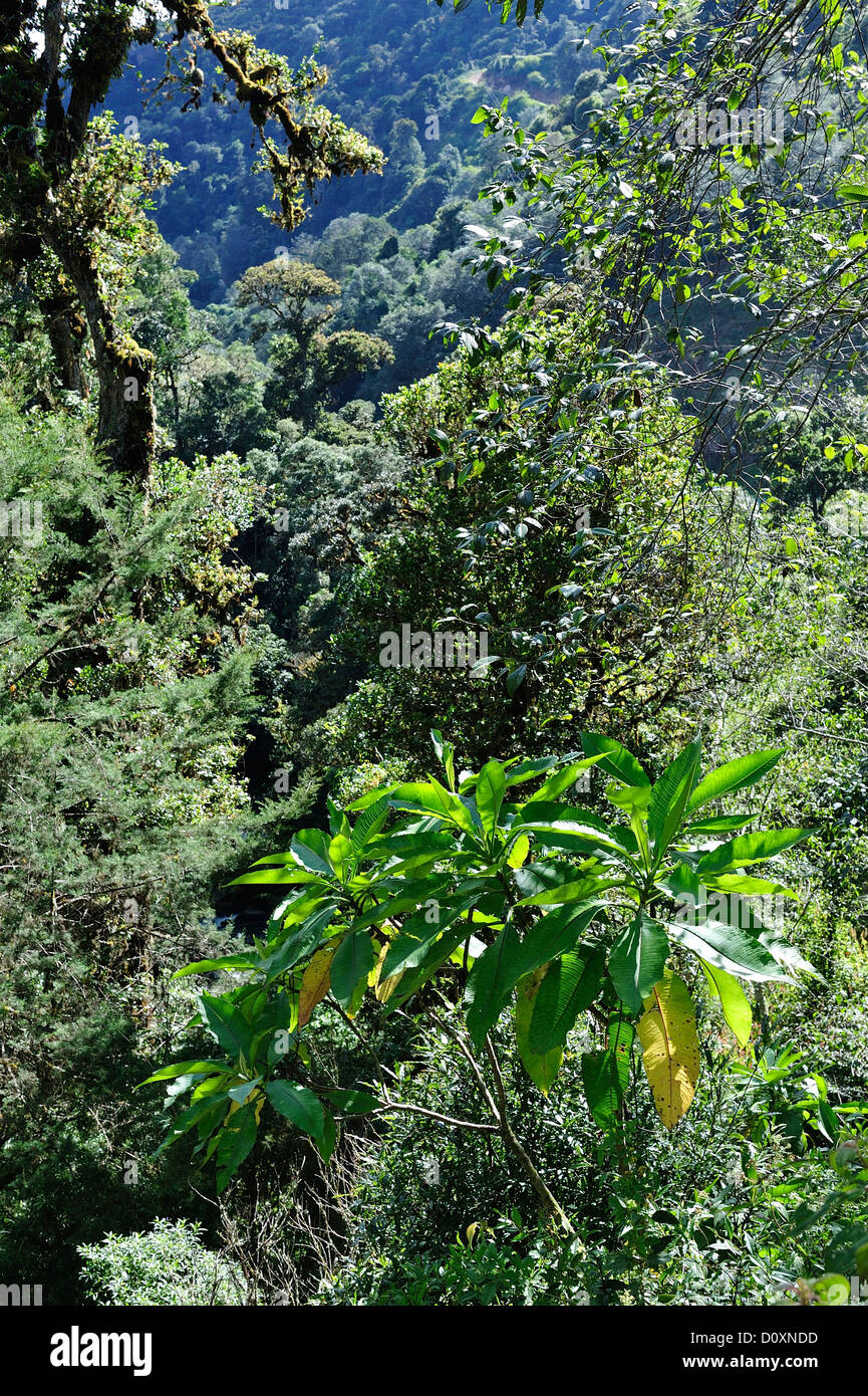 L'Amérique centrale, le Costa Rica, Jungle, forêt, vert, la végétation, la forêt de nuages, forêt tropicale, San Gerardo de Dota Banque D'Images