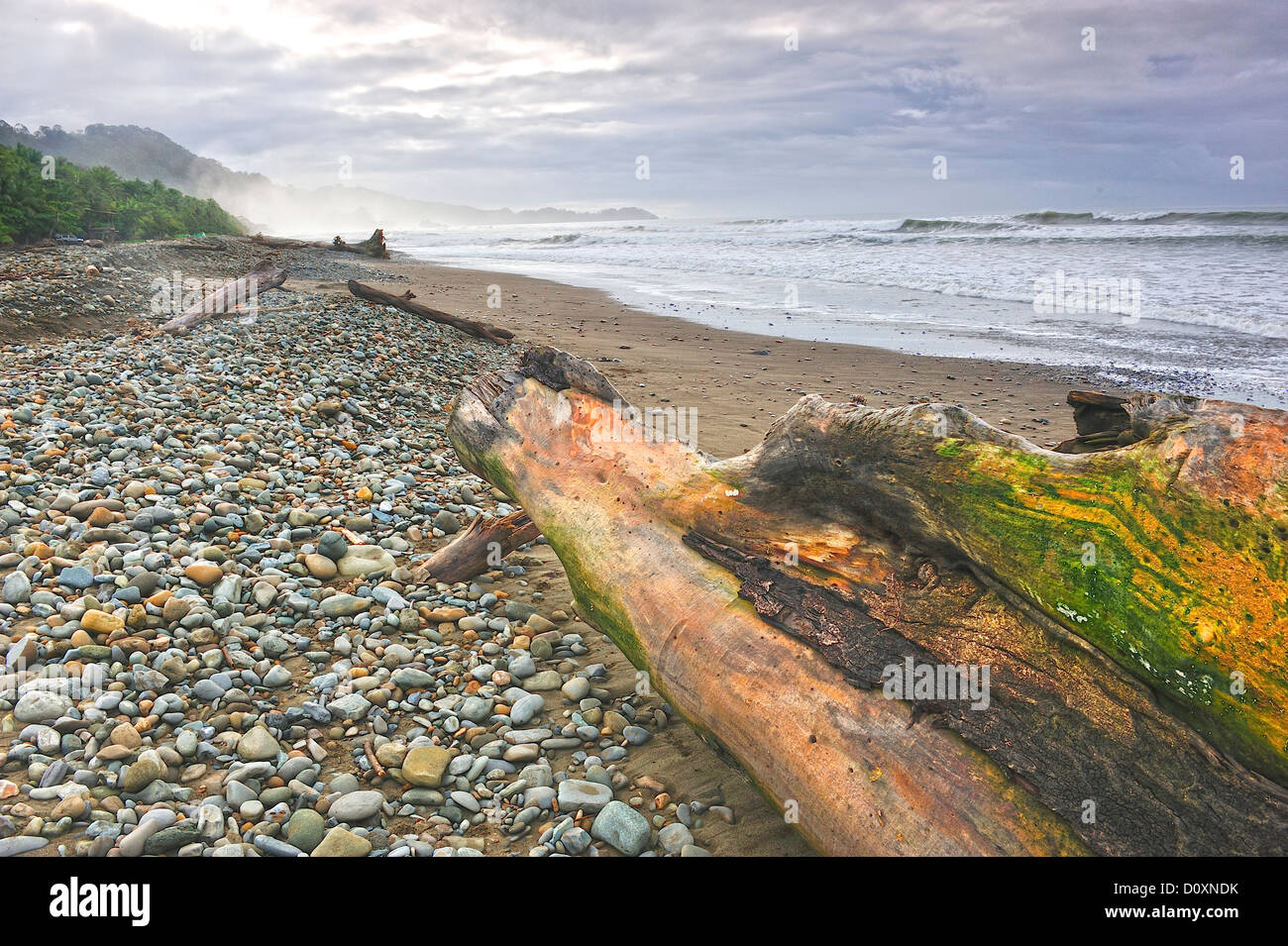 L'Amérique centrale, le Costa Rica, Pebble beach, la côte du Pacifique, robuste, surf, driftwood Banque D'Images