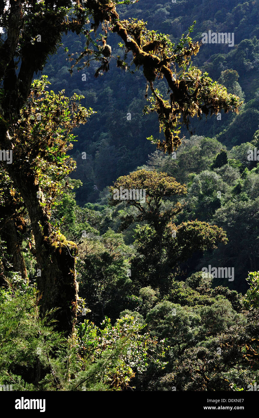 L'Amérique centrale, le Costa Rica, Jungle, forêt, vert, la végétation, la forêt de nuages, forêt tropicale, San Gerardo de Dota Banque D'Images