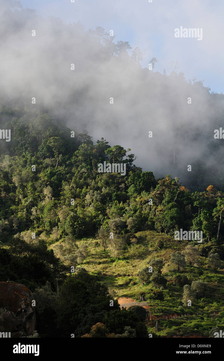 L'Amérique centrale, le Costa Rica, Jungle, forêt, vert, la végétation, la forêt de nuages, forêt tropicale Banque D'Images