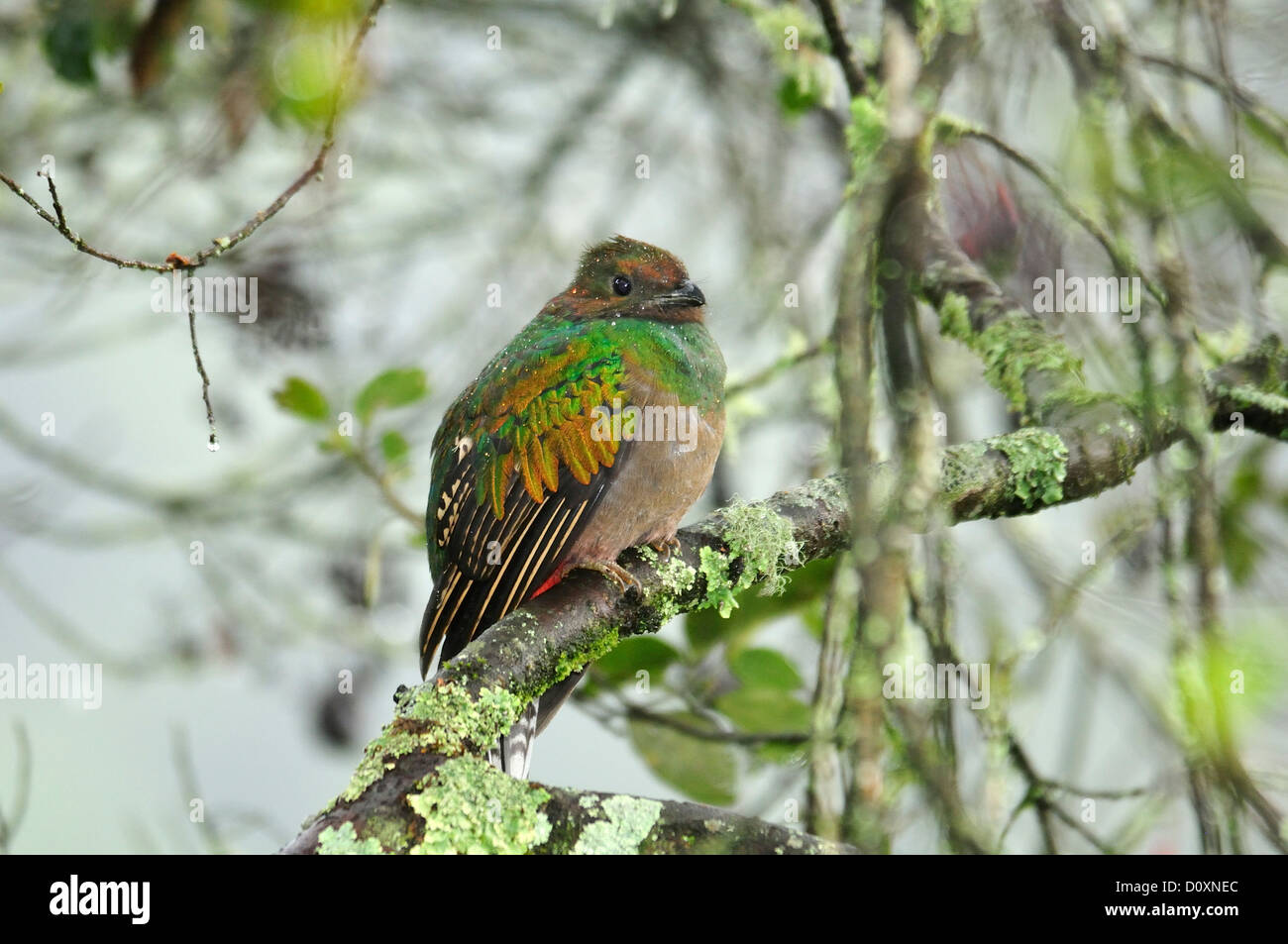 L'Amérique centrale, le Costa Rica, Jungle, forêt, vert, la végétation, la forêt de nuages, forêt tropicale, femme, Quetzal, oiseau Banque D'Images