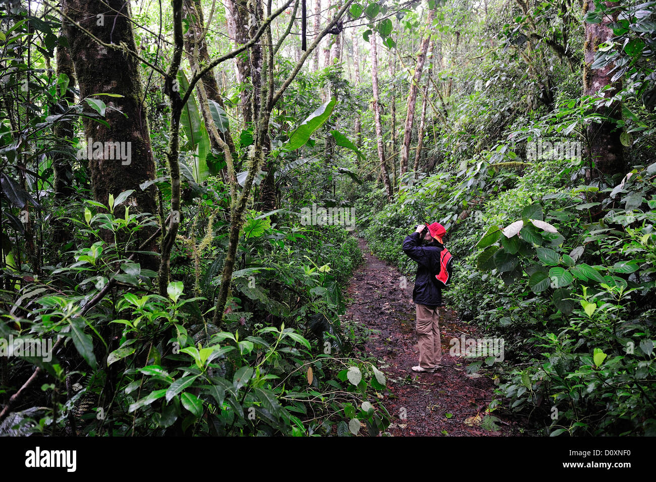 Femme, binoculaire, tropical, forêt tropicale, forêt, forêt tropicale, personne, la Randonnée, Forêt, Parque Nacional de Amistad, national Banque D'Images