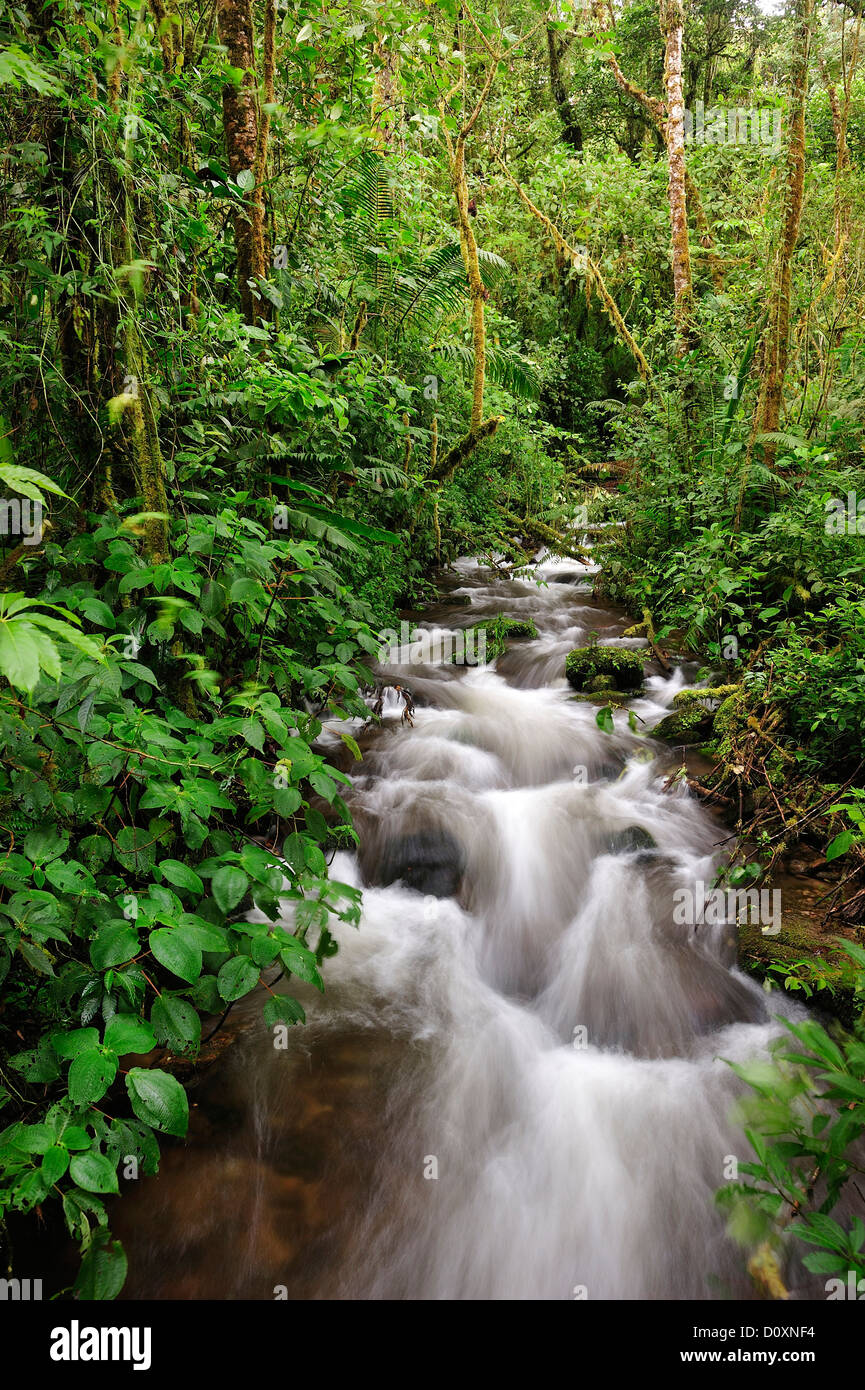 Nuage de pluie forêt tropicale du ruisseau vert forêt luxuriante forêt humide Chiriqui Viejo Parque Nacional de parc national La Amistad Banque D'Images