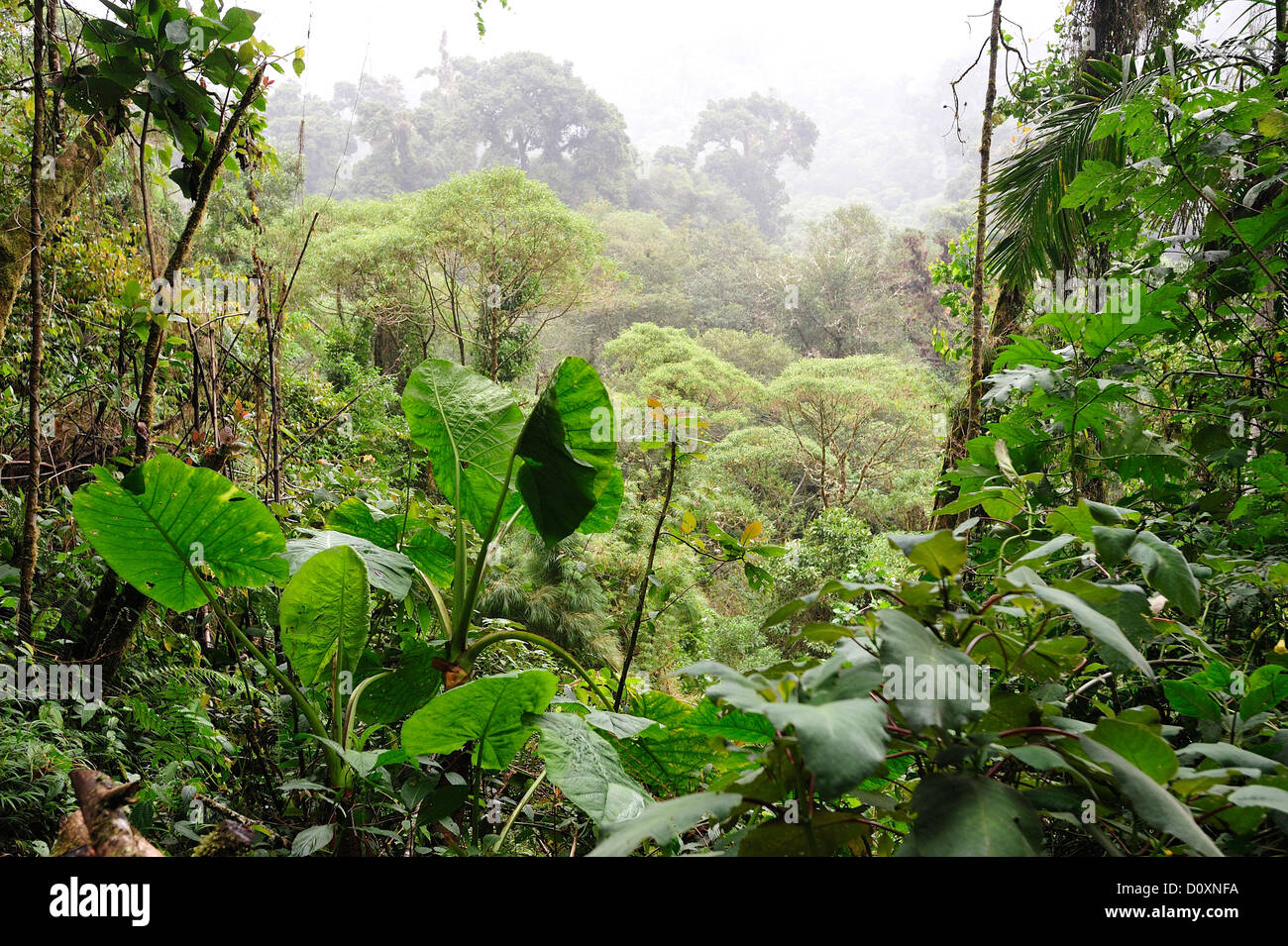 Tropical, cloud forest, forêt tropicale, Parque Nacional de Amistad, parc national, l'UNESCO, volcan, au Panama, en Amérique centrale, Banque D'Images