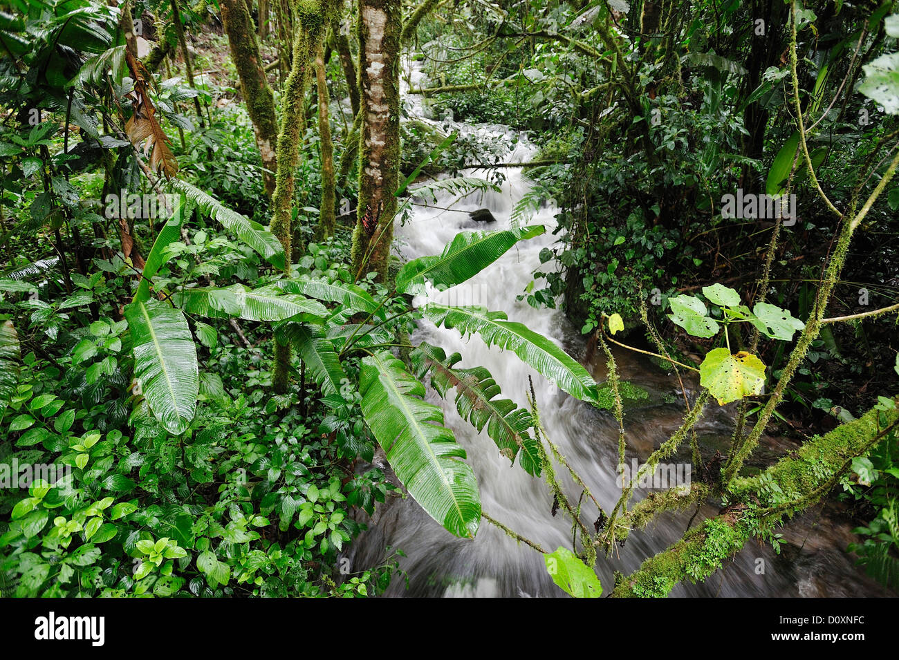 Creek, fougère, tropical, cloud forest, forêt tropicale, Chiriqui Viejo, Forêt, Parque Nacional de Amistad, parc national, l'UNESCO, Vol. Banque D'Images
