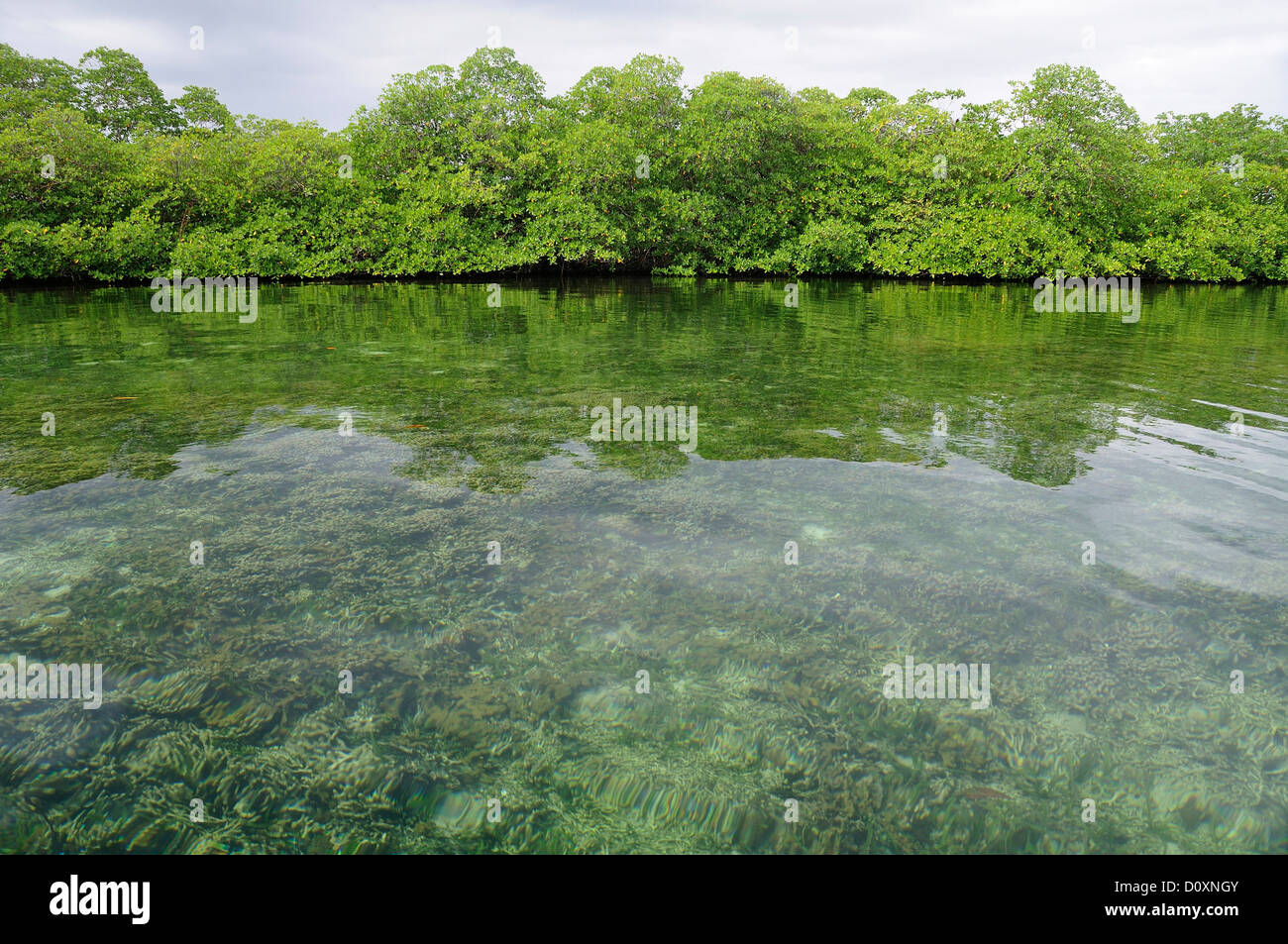 L'eau, clair, des Caraïbes, de l'estuaire, les mangroves, les Caraïbes, mer, Bocas del Toro, l'Île de Colon, Panama, Amérique centrale, Banque D'Images