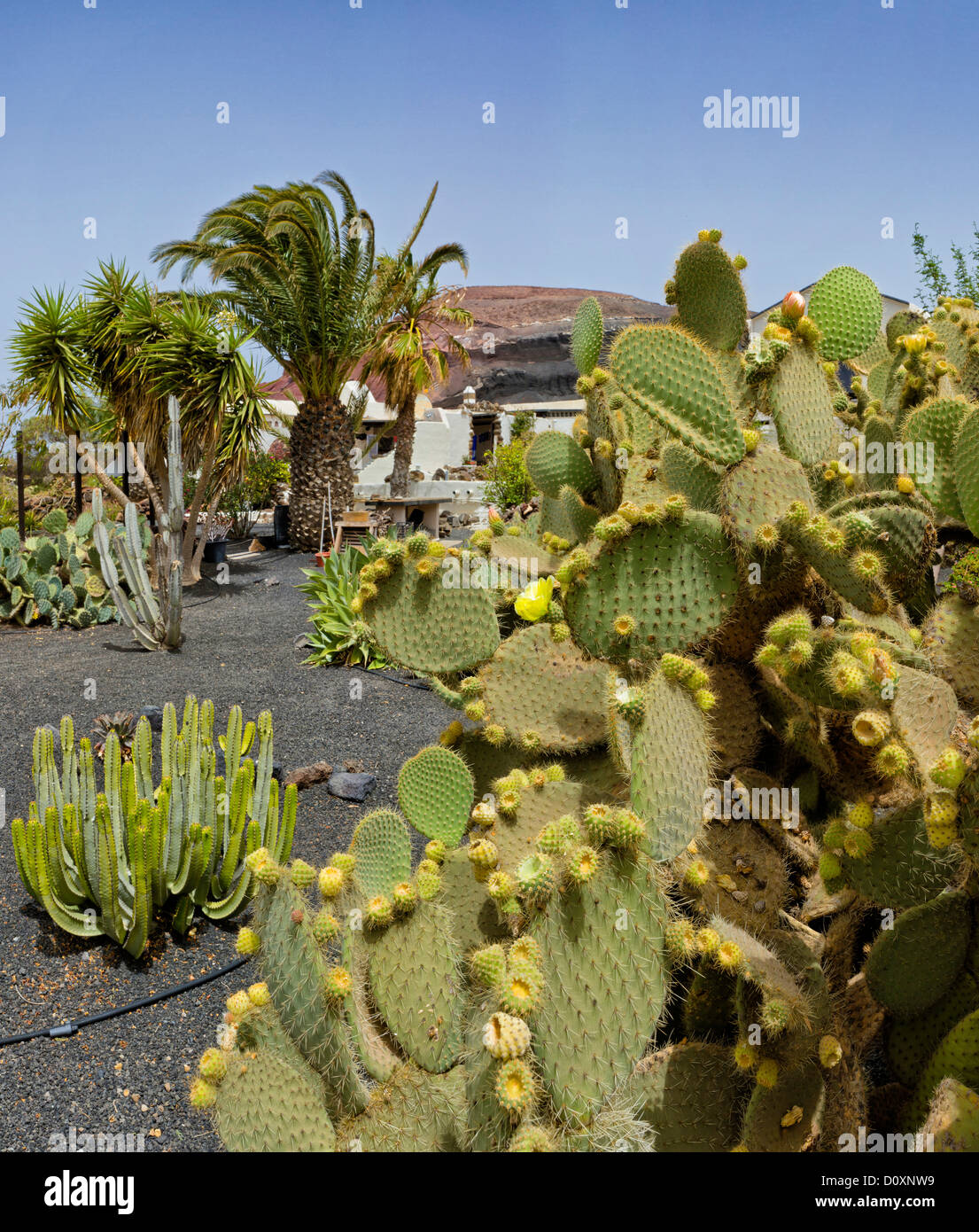 L'Espagne, Lanzarote, Puerto del Carmen, jardin, cactus, maison, été, Canaries, Banque D'Images