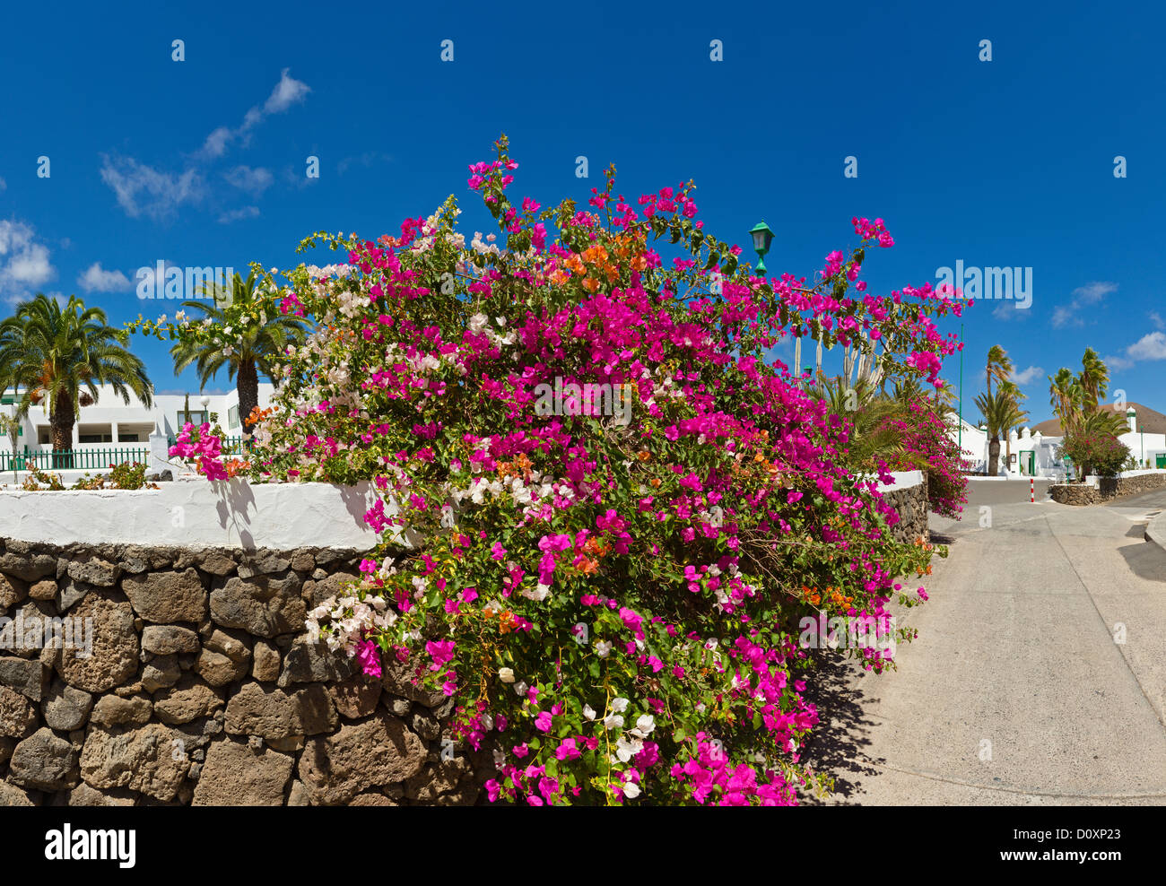 L'Espagne, Lanzarote, Playa Blanca, bougainvillées, ville, village, fleurs, été, Canaries, Banque D'Images
